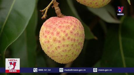 Nhật Bản tăng nhập khẩu vải thiều Việt Nam