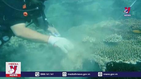 Thu gom rác trên rạn san hô làm sạch môi trường biển