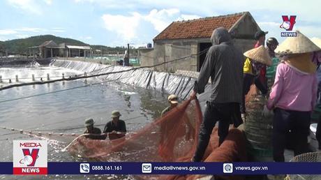 Tôm nuôi tại Nghệ An chết hàng loạt trên diện tích hơn 65 ha