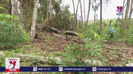 Khó khăn giải quyết tình trạng lấn chiếm đất rừng trồng 