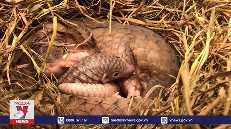 Nỗ lực bảo tồn và phục hồi quần thể tê tê 