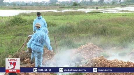 Ninh Bình cấp bách phòng chống dịch tả lợn Châu Phi