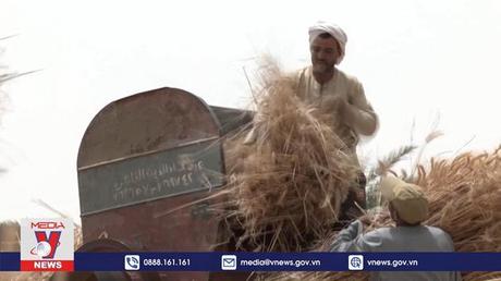 Các nước nghèo chịu tổn thương từ khủng hoảng lương thực