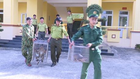 Bàn giao 2 cá thể quý hiếm cho vườn Quốc gia Vũ Quang