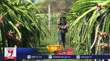 Có 300.000ha cây ăn trái được cấp mã số vùng trồng 