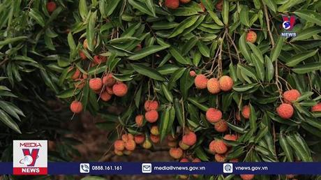 Bắc Giang tiêu thụ vải thiều thuận lợi