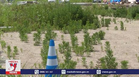 Nhật Bản khó khăn trong giải quyết đất nhiễm phóng xạ