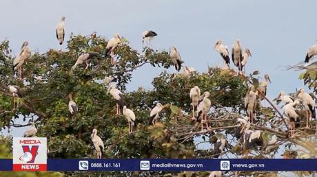 Cò nhạn quý hiếm di cư về VQG Lò Gò - Xa Mát