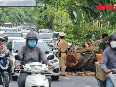 Hà Nội: Cành cây đa cổ thụ gãy chắn ngang đường, giao thông ùn tắc sáng đầu tuần
