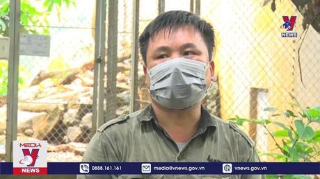 Nỗ lực bảo tồn và phục hồi quần thể tê tê 