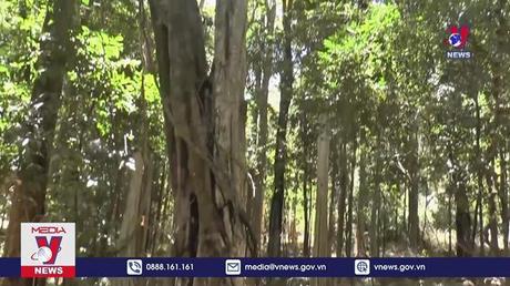 Công nhận quần thể cổ thụ rừng Nam Tây Nguyên là Cây di sản Việt Nam