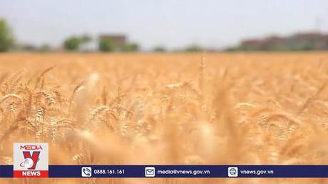 WTO chưa đạt được nhất trí về giải pháp an ninh lương thực