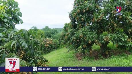 Hiệu quả vượt trội từ nhãn chín sớm ở Sơn La