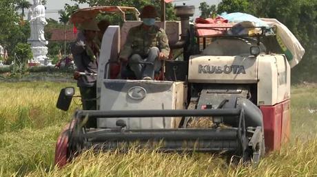  Nông dân Nam Định được mùa lúa vụ Xuân