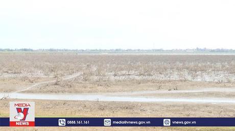 Hàng chục hécta rừng ngập mặn tại Hà Tĩnh bị chết khô