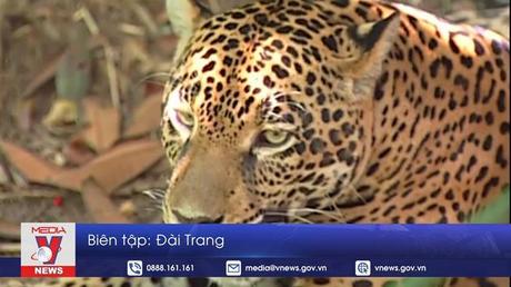 Chiến dịch bảo vệ loài báo đốm châu Mỹ