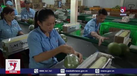 Bến Tre sẵn sàng cho xuất khẩu bưởi da xanh sang Mỹ