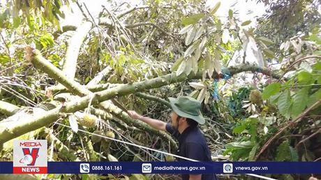 Mưa lớn kèm gió lốc làm bật gốc hàng trăm cây sầu riêng