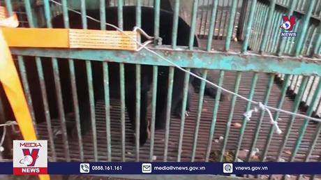 Bình Phước tiếp nhận cá thể Gấu Chó bị nuôi nhốt