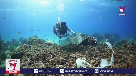 Nỗ lực giải cứu rạn san hô