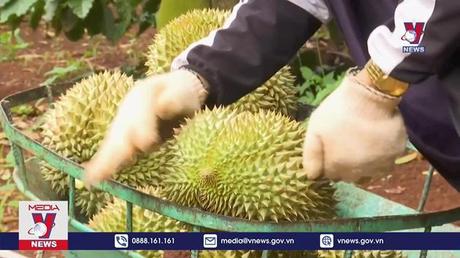 Xuất khẩu sầu riêng chính ngạch sang Trung Quốc