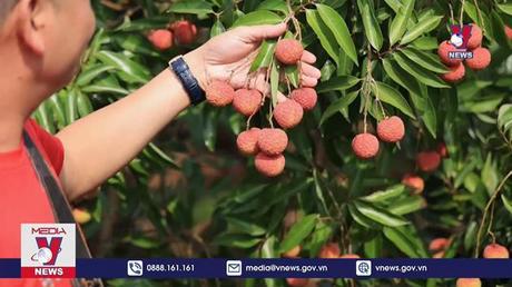 Bắc Giang được cấp hai mã vùng trồng vải thiều xuất khẩu sang Thái Lan