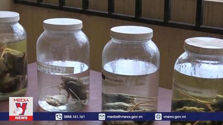 Nigeria ghi nhận 155 ca tử vong do dịch sốt Lassa