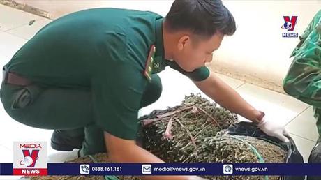 Phát hiện vụ vận chuyển hơn 18kg cần sa qua biên giới An Giang