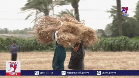 Hungary đề xuất giải pháp cho ngũ cốc của Ukraine