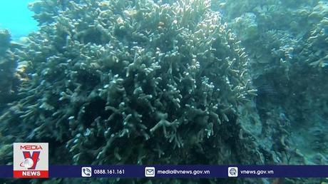 Khánh Hòa tìm giải pháp phục hồi rạn san hô Hòn Mun