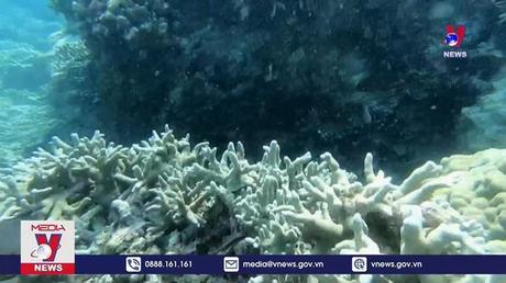 Tạm dừng du lịch lặn biển ở vịnh Nha Trang