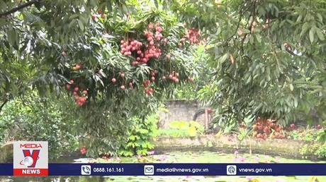 Vải trứng Hưng Yên được mùa, được giá