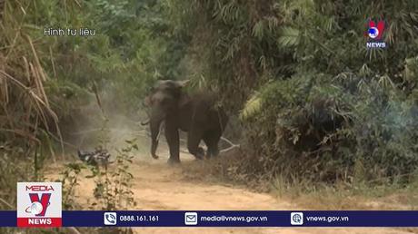 Nghiên cứu gắn định vị giám sát voi rừng