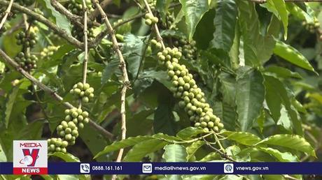 Tổng kết Đề án tái canh cà phê khu vực Tây Nguyên
