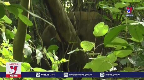 Voi rừng liên tiếp đi vào khu dân cư ở Đồng Nai