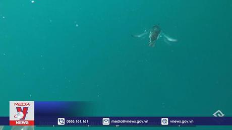 Phát hiện virus cúm gia cầm độc lực cao ở Bắc Cực