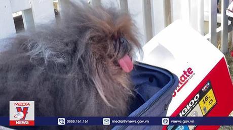 Gặp gỡ chú chó xấu xí nhất thế giới