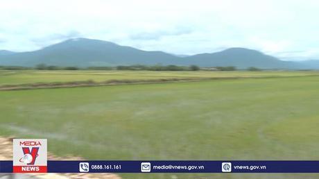 Phú Yên khẩn trương chống hạn cứu lúa