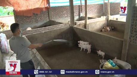 Tuyên Quang ngăn chặn dịch tả lợn châu Phi tái phát