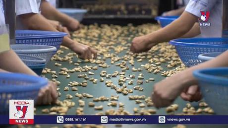 30 container hạt điều vẫn bị “giam” tiền đặt cọc