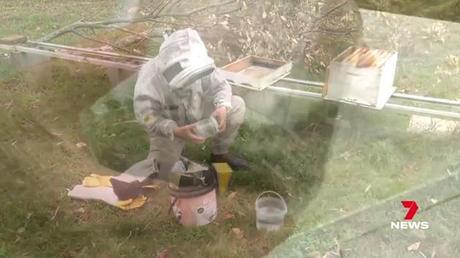 Australia 'phong tỏa' ngành nuôi ong