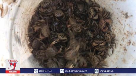 Nông dân Hải Dương thu tiền triệu từ đánh bẫy Cáy tự nhiên.