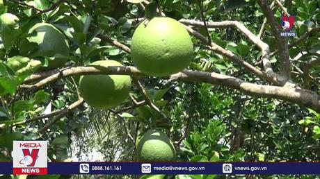 Hàng loạt trái cây sắp được xuất khẩu chính ngạch