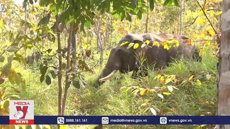 Gắn định vị GPS giám sát các đàn voi hoang dã tại tỉnh Đắk Lắk