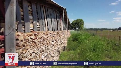 Người dân Ba Lan dùng củi thay khí đốt