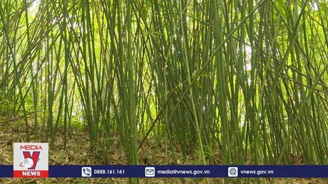 Lần đầu tiên cây lùng được cấp chứng chỉ FSC