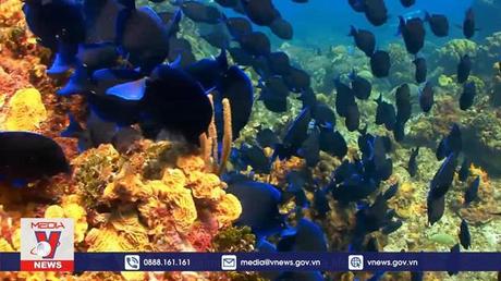 Hội nghị Đại dương LHQ 2022 thúc đẩy bảo tồn các đại dương