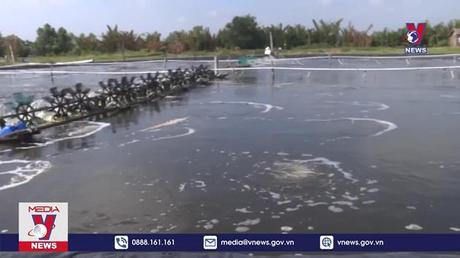 Người nuôi tôm Sóc Trăng thận trọng trong điều kiện thời tiết bất lợi 