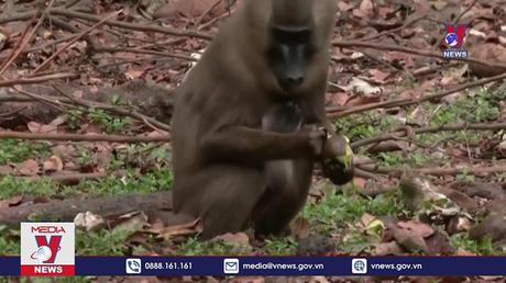 Cần cập nhật thông tin định nghĩa bệnh đậu mùa khỉ