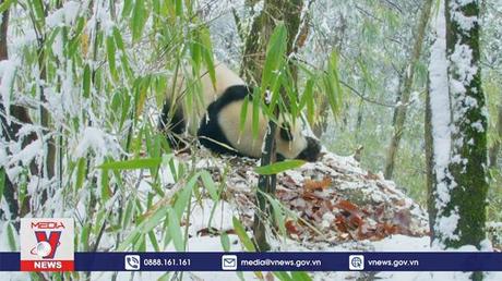 Giải mã thời điểm gấu trúc có tập tính ăn tre